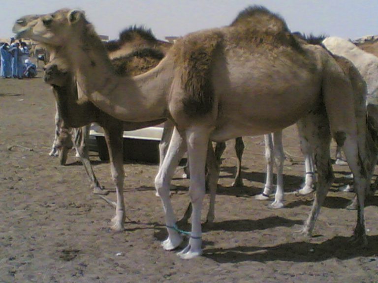 موريتانيا تبدأ في تصدير 3000 رأس من الإبل
