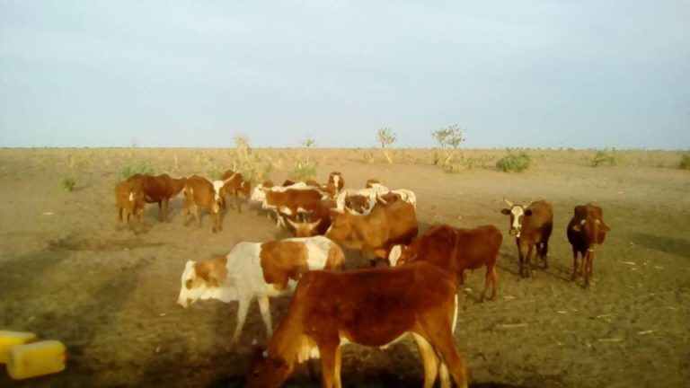 الجيش المالي يعتقل عددا من المنمين والرعاة الموريتانيين