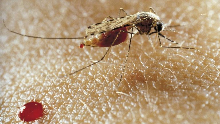 الصحة العالمية: الملاريا تصيب 150 مليون شخص بإفريقيا