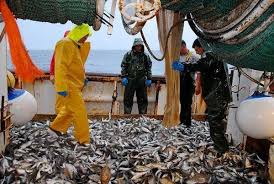 نصف مليار دولار صادرات موريتانيا السمكية