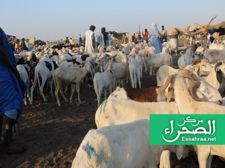 متوسط أسعار الأضاحي في الولايات كافة (أرقام)