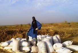 IFAD يخصص 50 مليون دولار لدعم قطاع الزراعة في موريتانيا