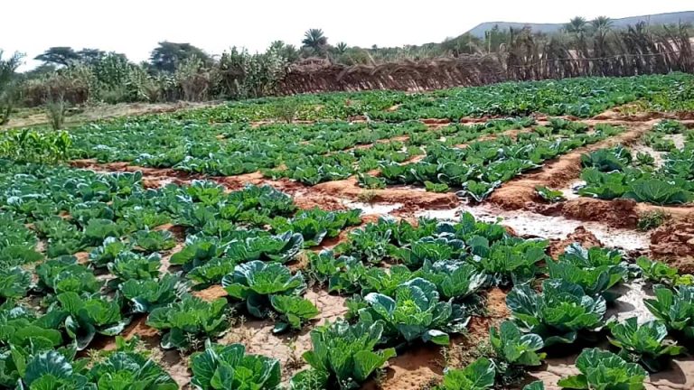 حملة صيفية لزراعة الخضروات بموريتانيا