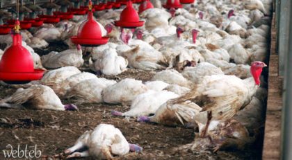 إعدام الآلاف من الدواجن بعد ظهور حالات من إنفلونزا الطيور بالسنغال